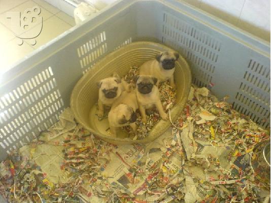 PUG